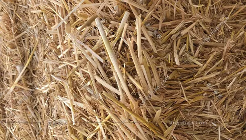 小麦秸秆