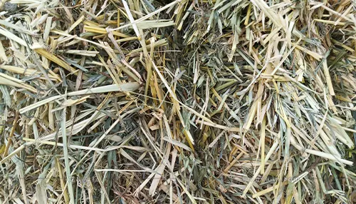 燕麦草